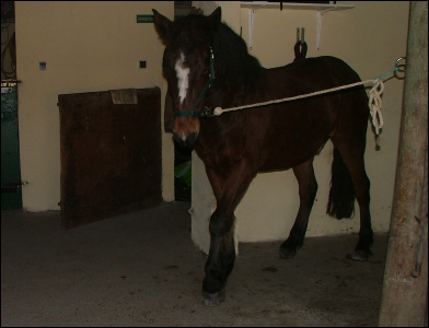 chevaux du centre equestre de l'&eacute;trier d'argences