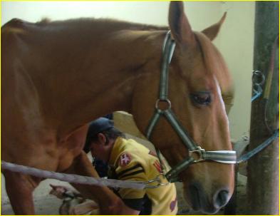 chevaux du centre equestre de l'&eacute;trier dargences
