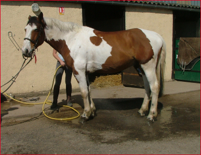 chevaux du centre equestre de l'etrier