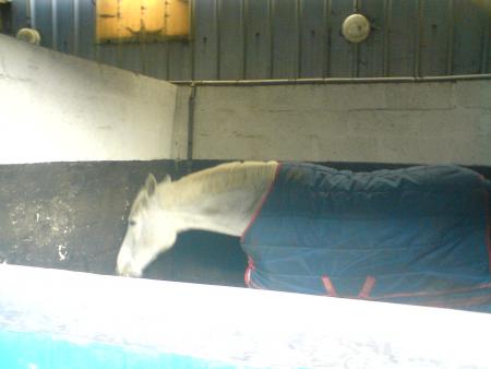 cheval du centre equestre